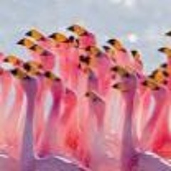 the_gaming_flamingo