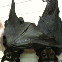 BABYBAT! ๑ (lilbabybat)