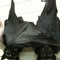 BABYBAT! ๑ (lilbabybat)