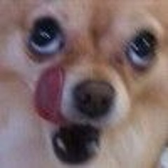 Doggo
