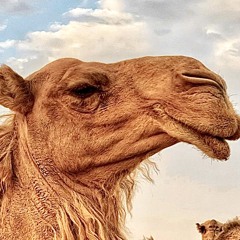 Asaltos en primer grado