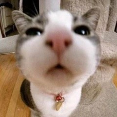 katph1sh