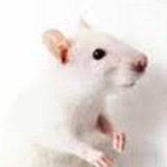 ratgurl plague