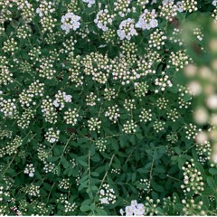 Second Class Citizen