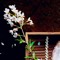 Sadia