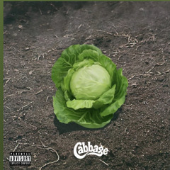 Cabbage