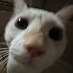Tani
