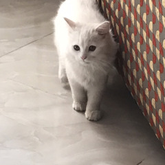 Abdallah Farahat