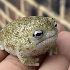 ribbitribbit26