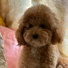 cute_cookie