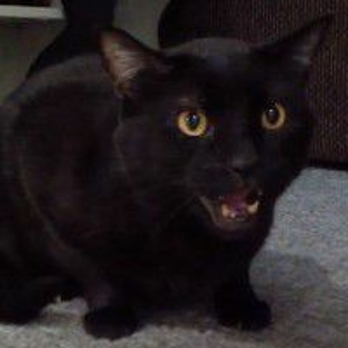 Stream Sylvester The Talking Kitty Cat music Listen to songs