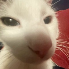 Lil.cat