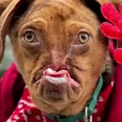 dog with no nose