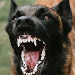 🍁🌿🍃Scout!🍃🌿🍁