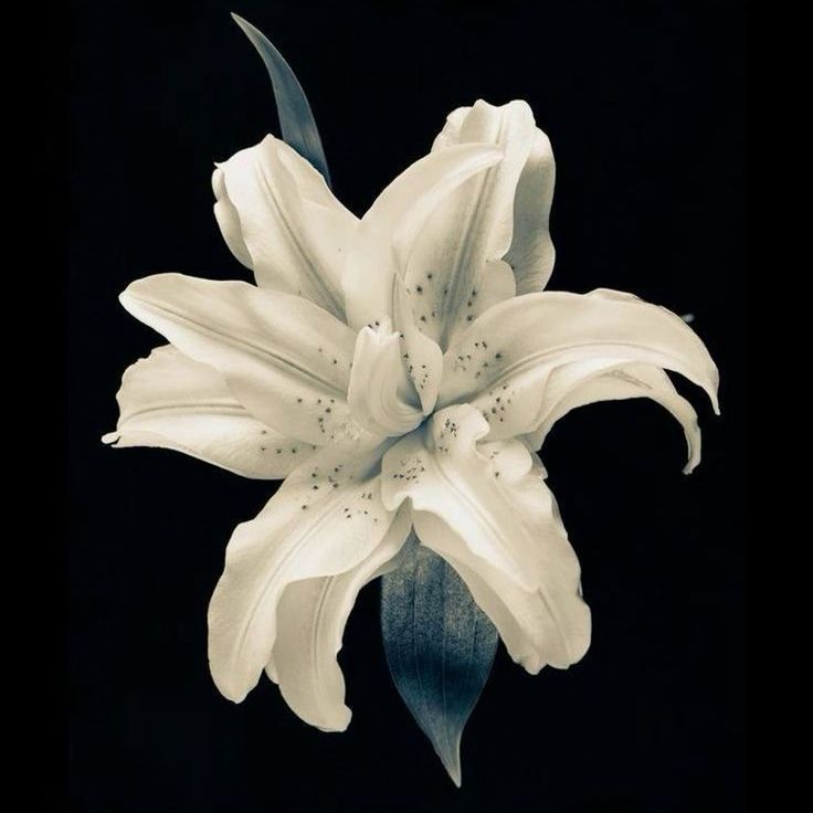 fleur