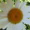 Sunny Ann Westergren