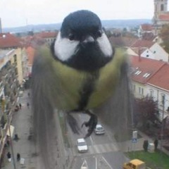 mésange