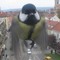 mésange