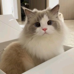 vvcatten