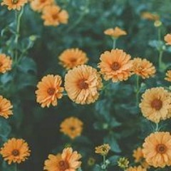 rahaf