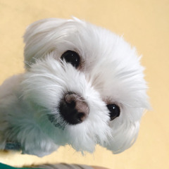 시안