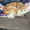 SHIBAINU6