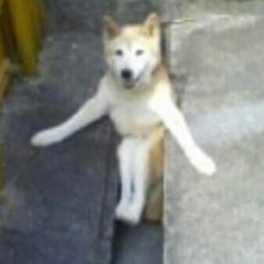 stuck doge