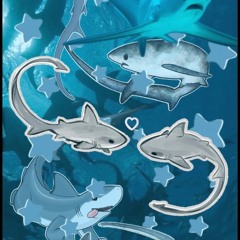 ✨️🦈Lucy🦈✨️