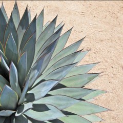 AGAVE