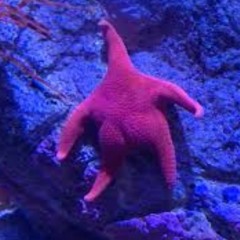 FatSkank