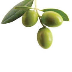 azeitona
