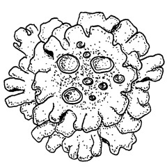 Muschio Lichene