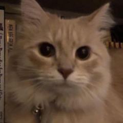 ‪- ̗̀ ‪꒰ঌ(๑⃙⃘'~'๑⃙⃘) ໒꒱  ̖́-