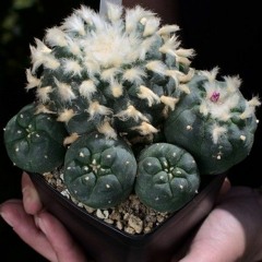 lophophora