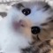 meowberry_