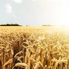 Wheat Plantage