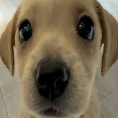 zuishy