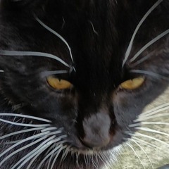 cat 😺