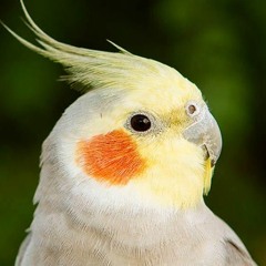 ThePolishParrot