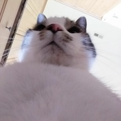 Iepe Pijpker