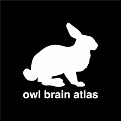 Owl Brain Atlas