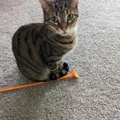 best kitty ever