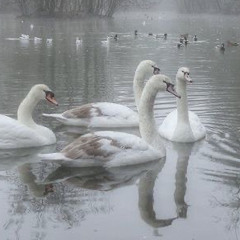 ✰𝐒𝐭𝐚𝐫✰