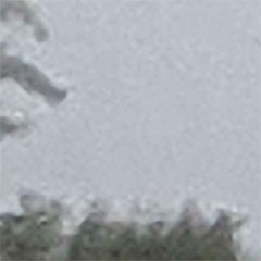 ‏static foxes ‏‏‏‏‏‏