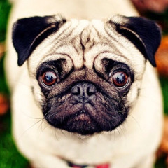 Suni