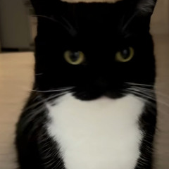 SillyPersona