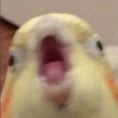 Léon l'arsouille🇨🇭