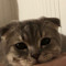 linxvids