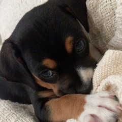 rolo