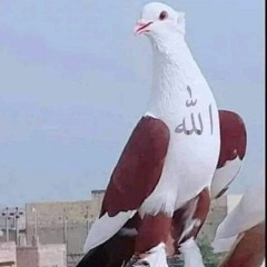 كرم حسن